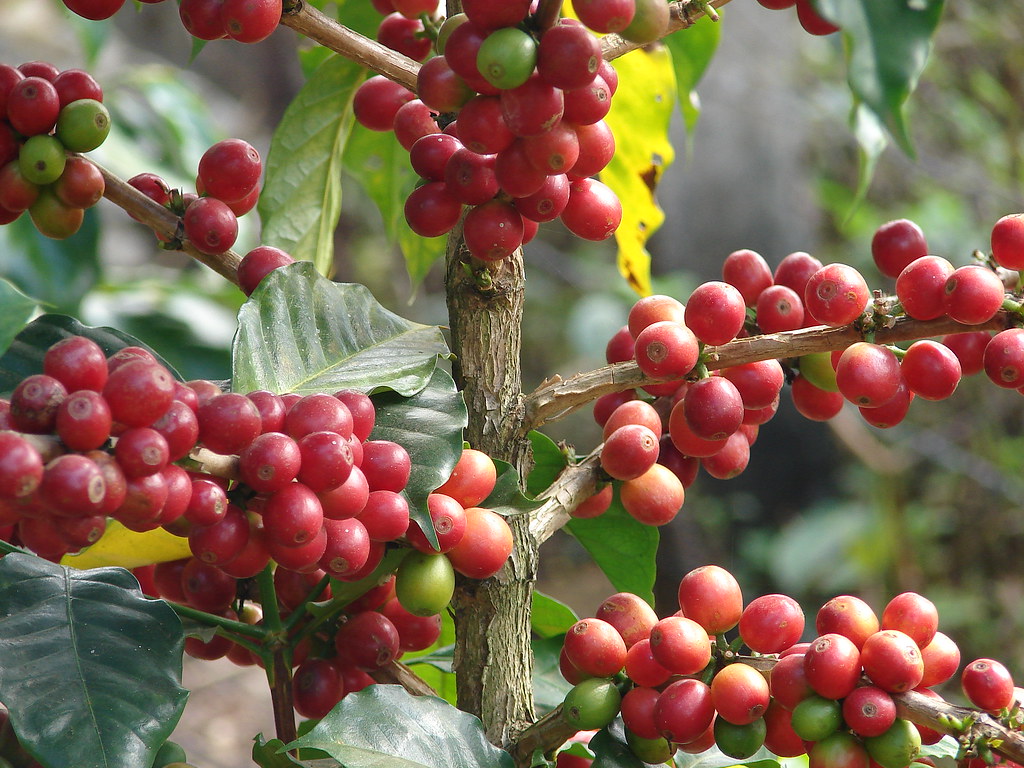 Grano Rojo