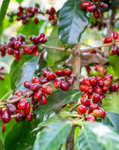 Grano Rojo Árbol